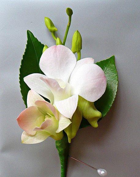 cocarda orhidee dendrobium